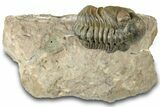 Curled Reedops Trilobite Fossil - Atchana, Morocco #312351-3